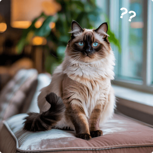 Want know your cat breed?