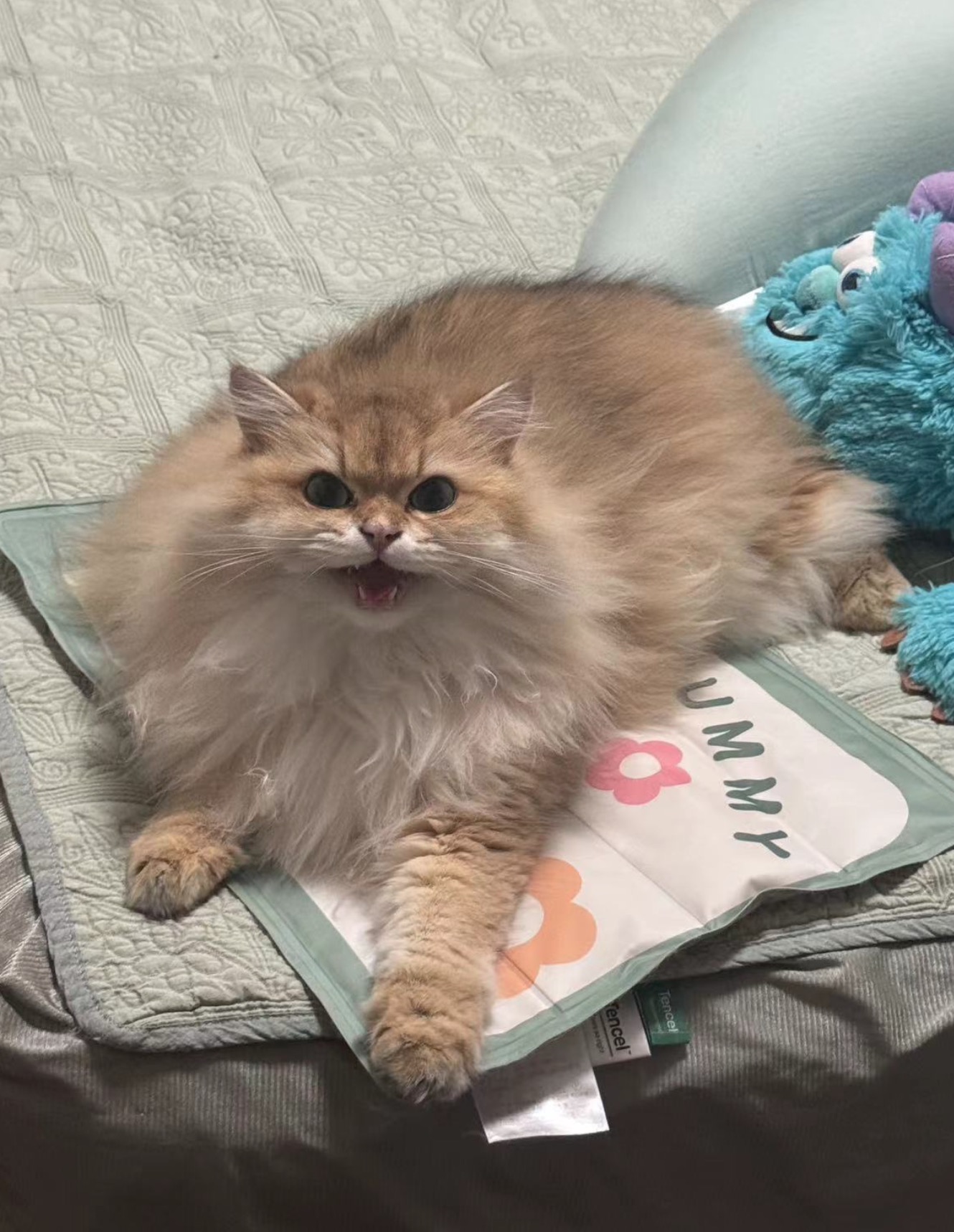 Cat with attitude