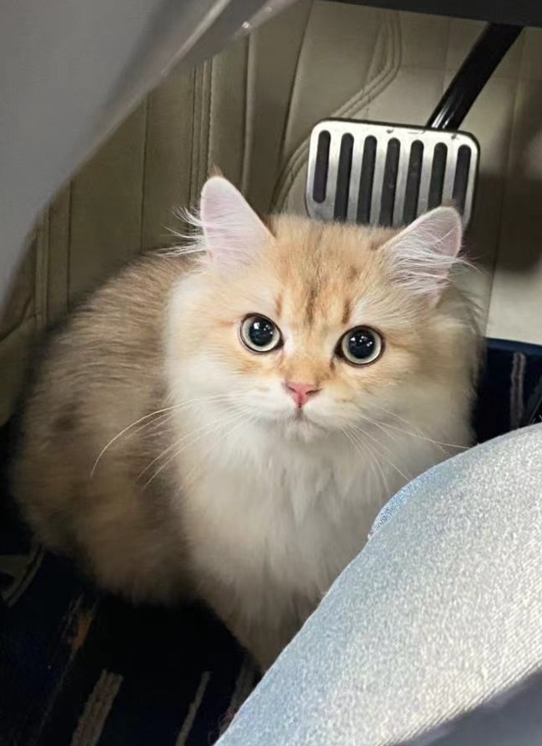 Cat in the car