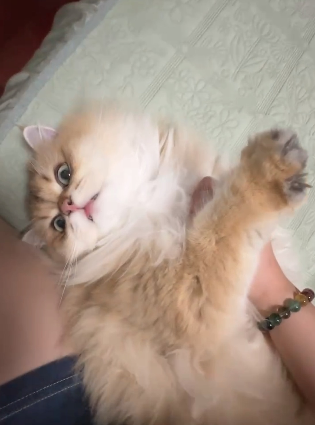 Cat thinking