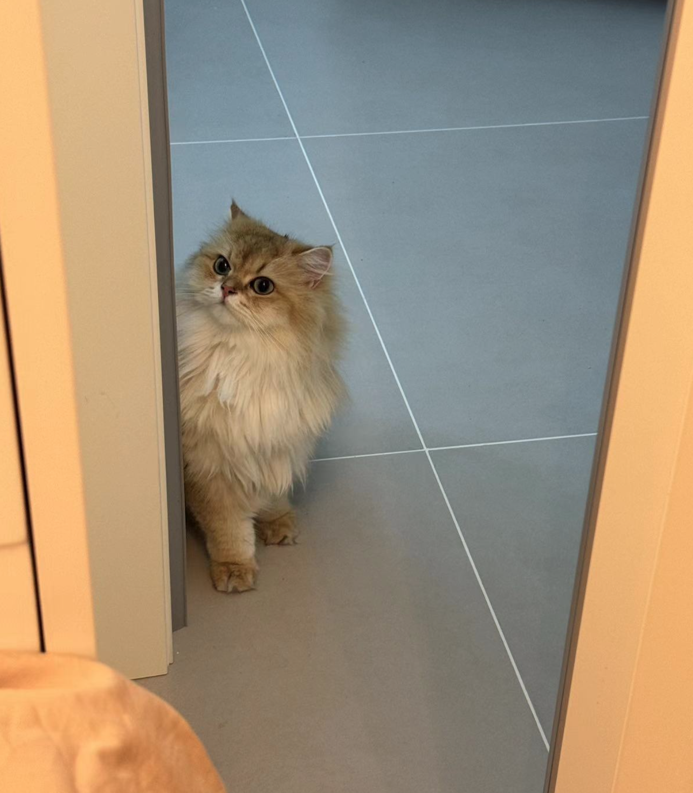 Cat waiting outdoor