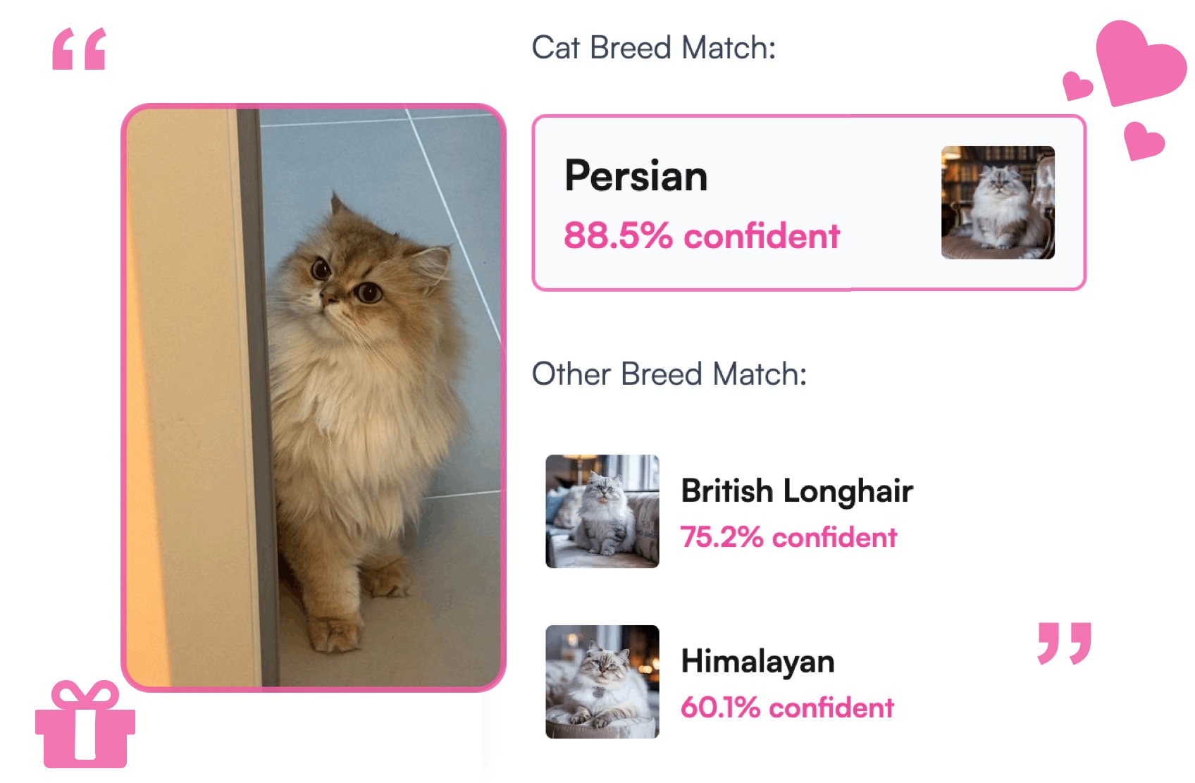 Cat Analysis - AI analyzing cat breeds