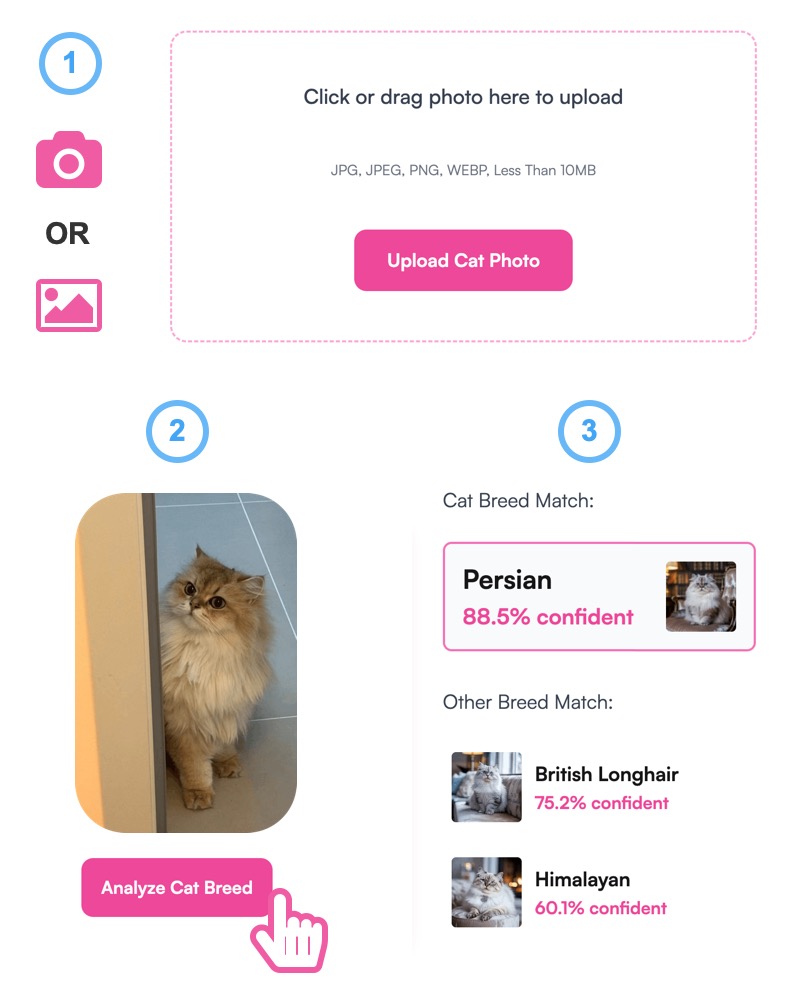 Step-by-step guide for cat breed identification